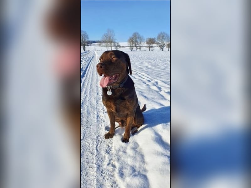 Labrador Deckrüde mit Ahnentafel