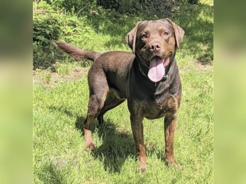 Reinrassiger Labrador mit Papieren