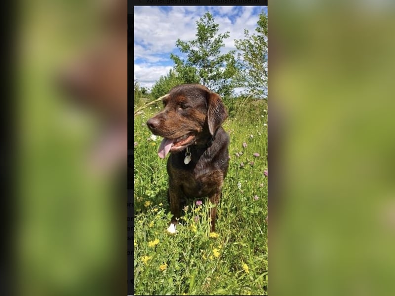 Labrador Deckrüde mit Ahnentafel