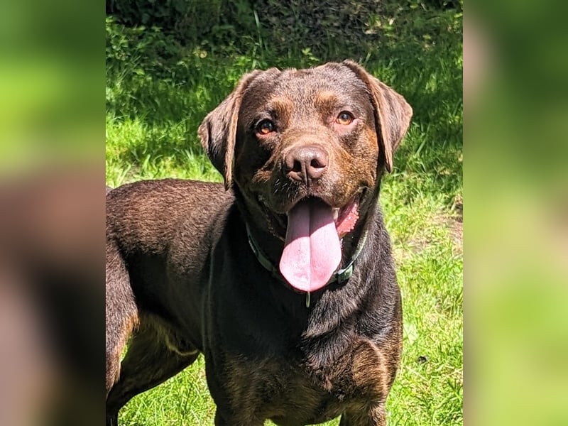 Labrador Deckrüde mit Ahnentafel