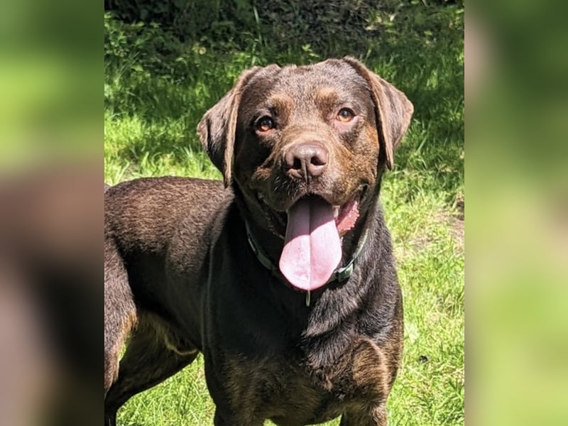 Reinrassiger Labrador mit Ahnentafel