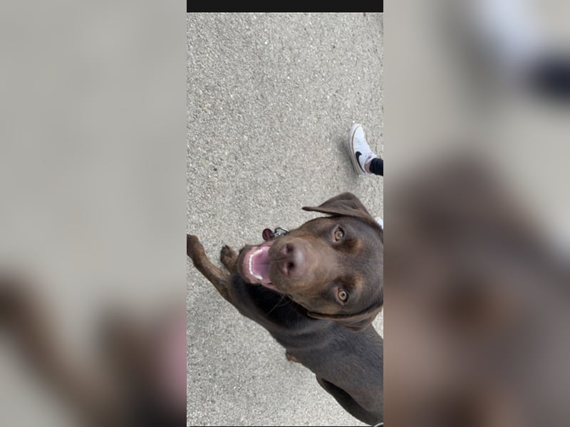 Reinrassiger Labrador mit Ahnentafel