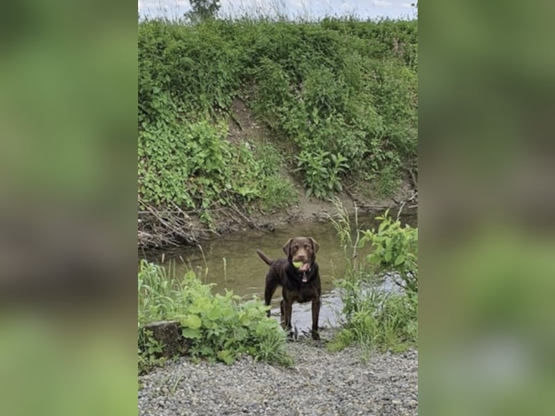 Reinrassiger Labrador mit Ahnentafel