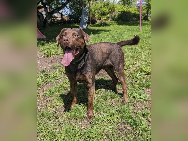 Reinrassiger Labrador mit Papieren
