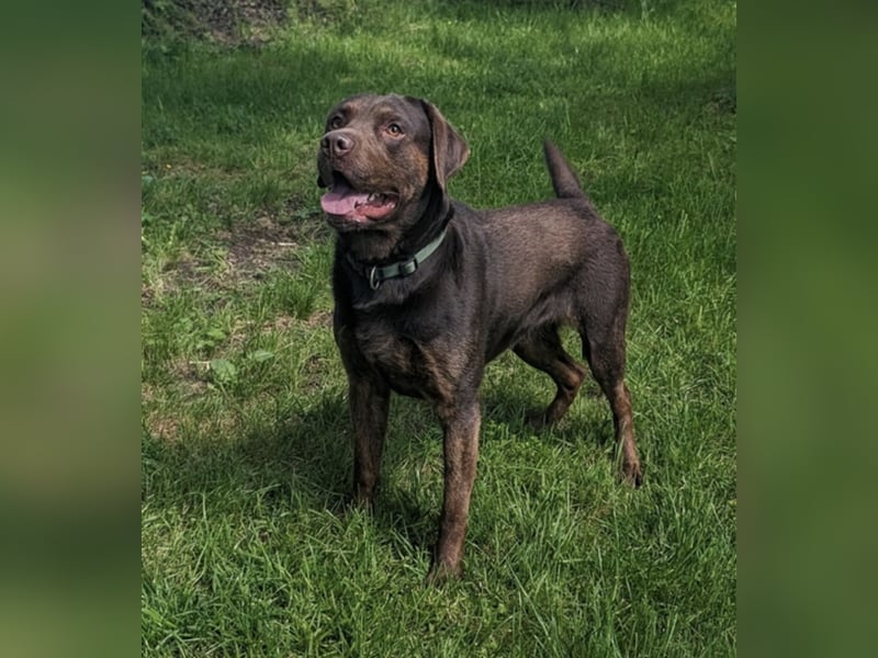 Reinrassiger Labrador mit Ahnentafel