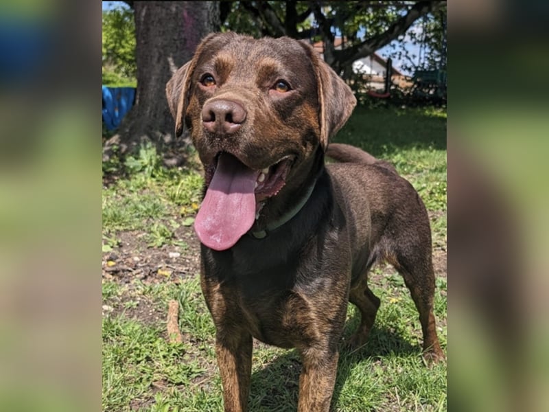 Reinrassiger Labrador mit Ahnentafel