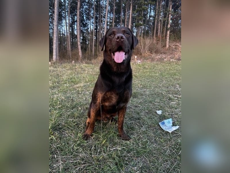 Labrador Deckrüde mit Ahnentafel
