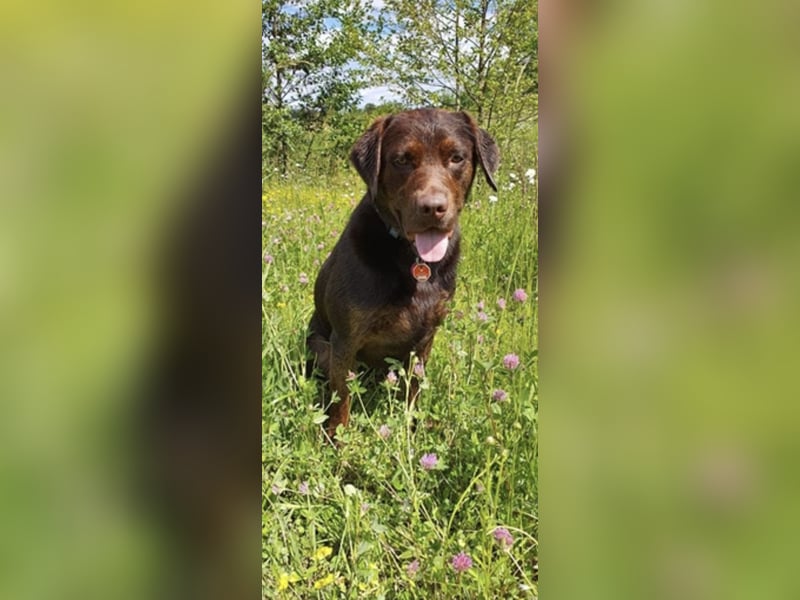 Reinrassiger Labrador mit Ahnentafel