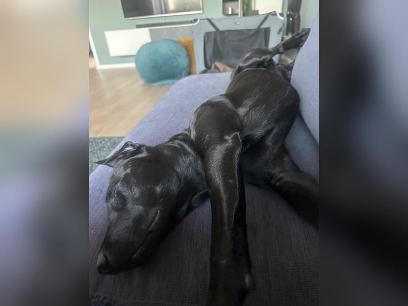 Suche ein neues zu Hause