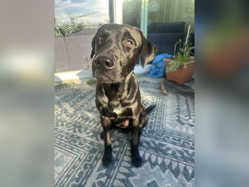 Suche ein neues zu Hause