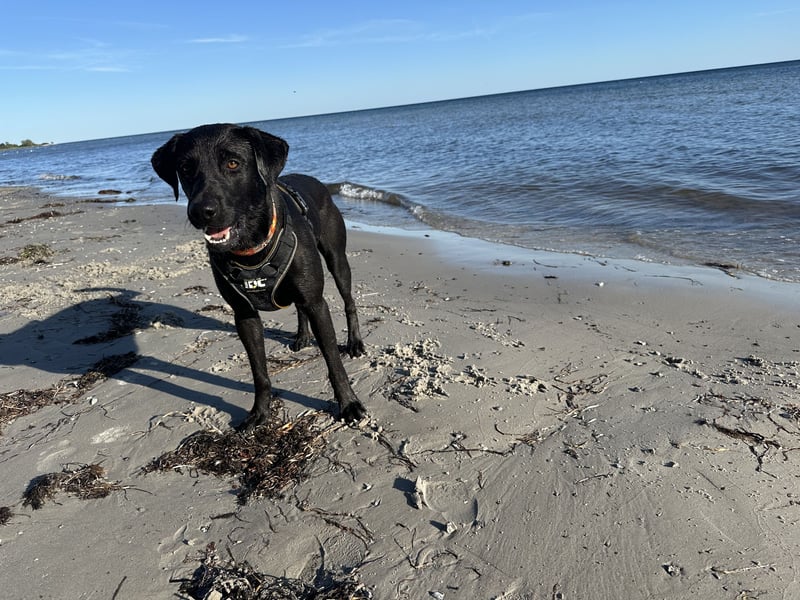 Suche ein neues zu Hause