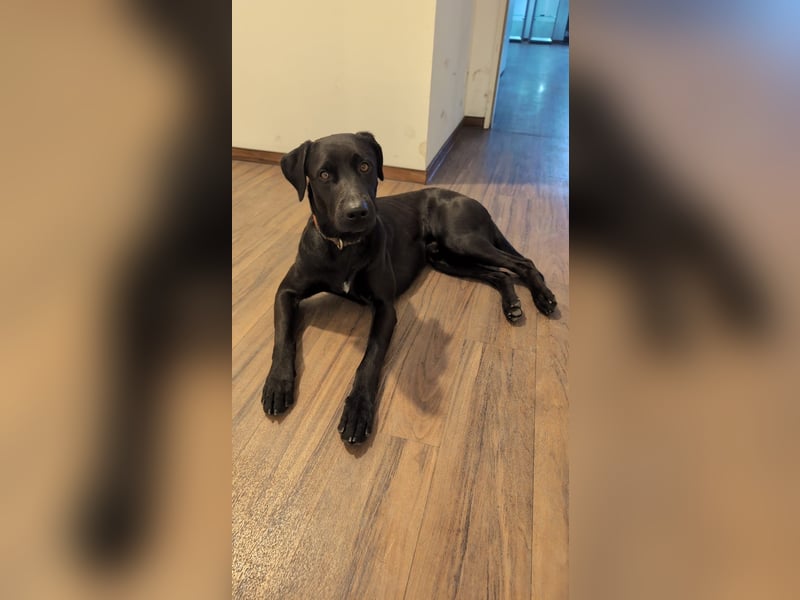 Suche ein neues zu Hause