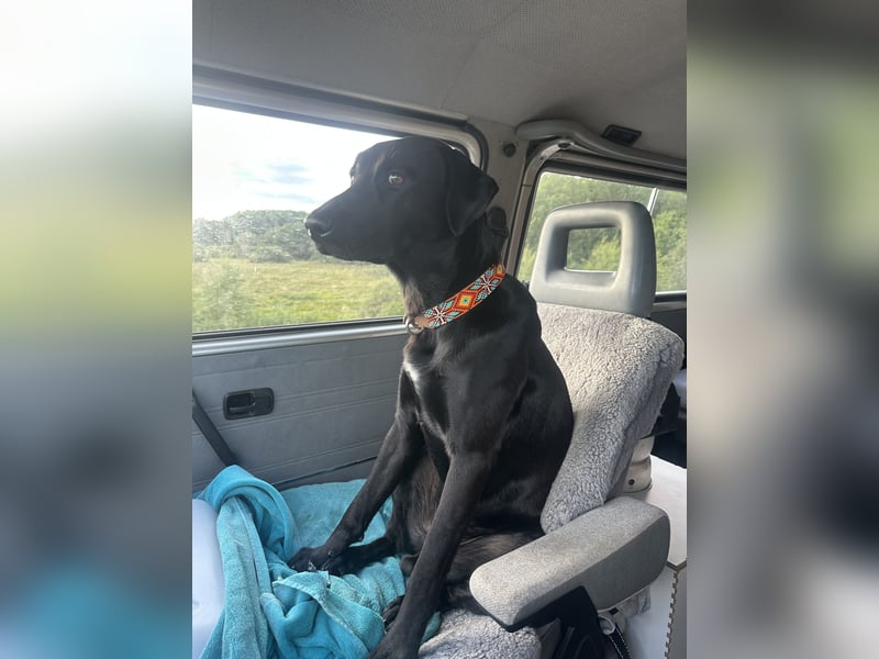 Suche ein neues zu Hause