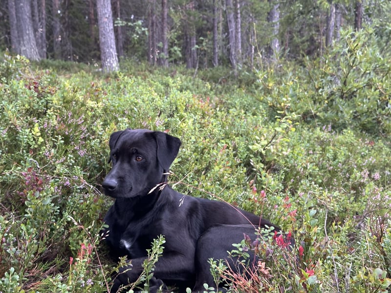 Suche ein neues zu Hause