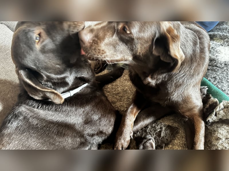 Labrador Deckrüde mit ZZL( kein Verkauf)