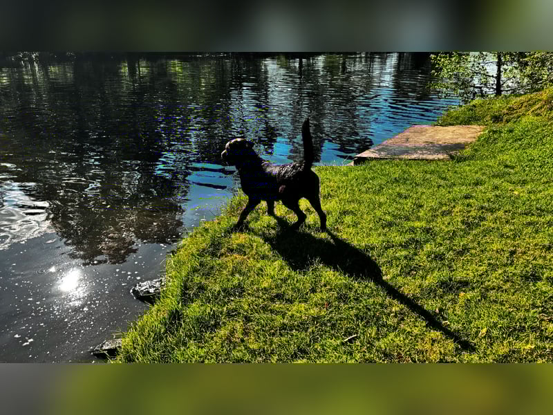 Labrador Deckrüde mit ZZL( kein Verkauf)