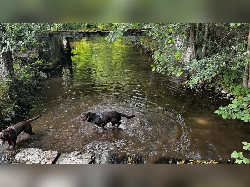 Labrador Deckrüde mit ZZL( kein Verkauf)