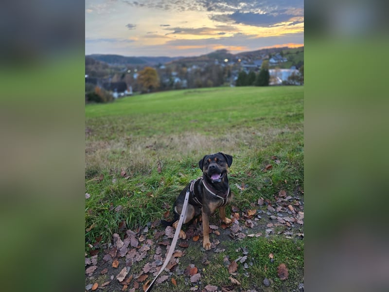 Labrador- Rottweiler Mix