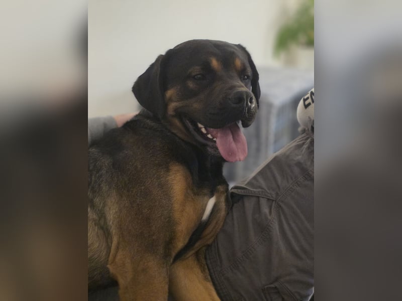 Labrador- Rottweiler Mix