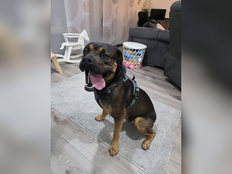 Labrador- Rottweiler Mix