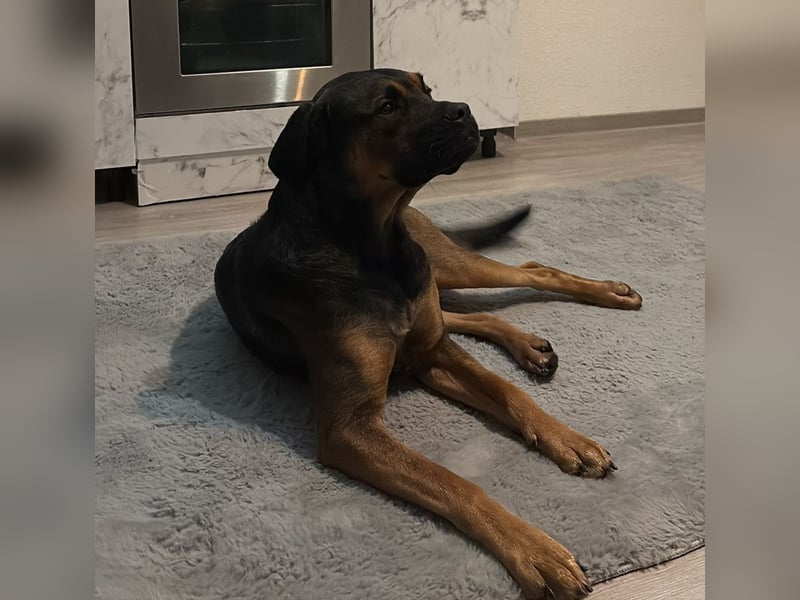 Labrador- Rottweiler Mix