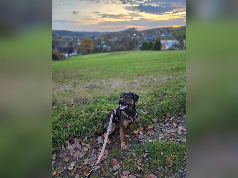 Labrador- Rottweiler Mix