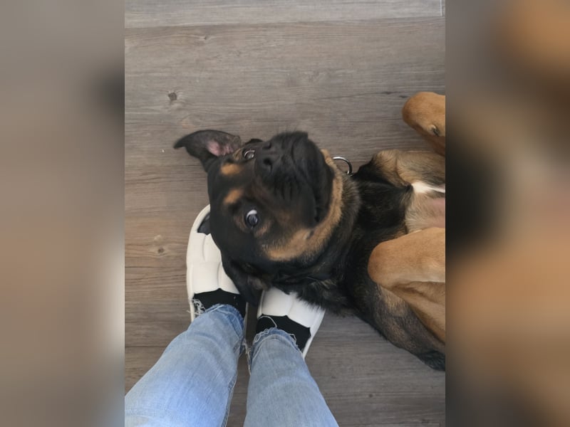 Labrador- Rottweiler Mix