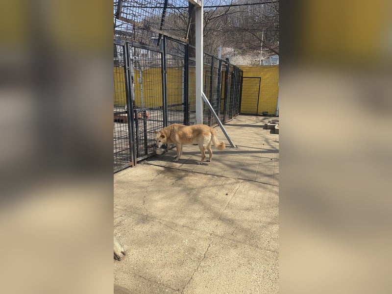 lieber Retriever Mix Rüde sucht Körbchen