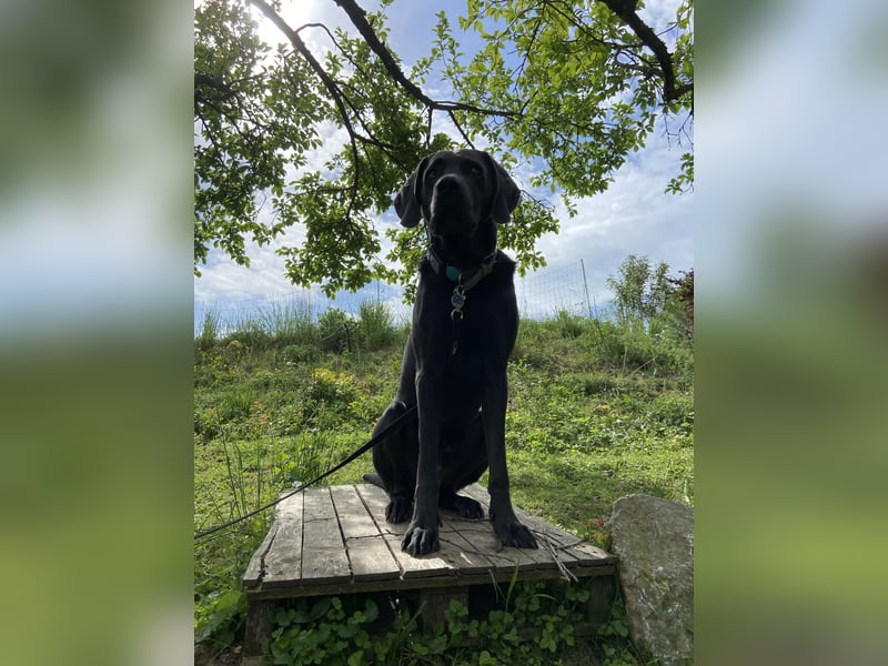 Labrador-Weimaraner Mix Rüde