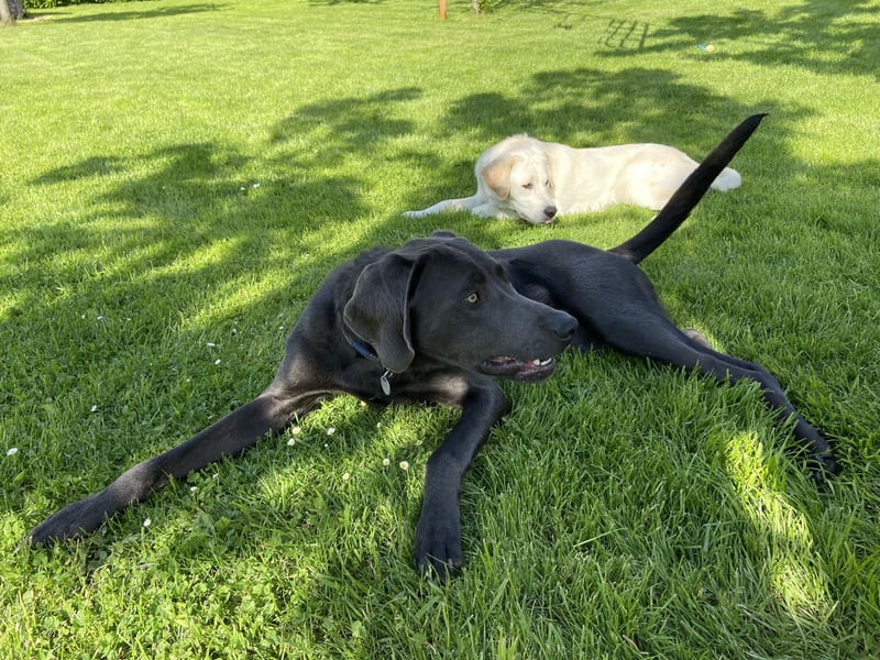 Labrador-Weimaraner Mix Rüde