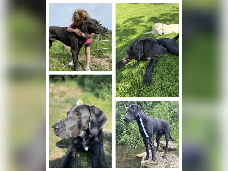 Labrador-Weimaraner Mix Rüde