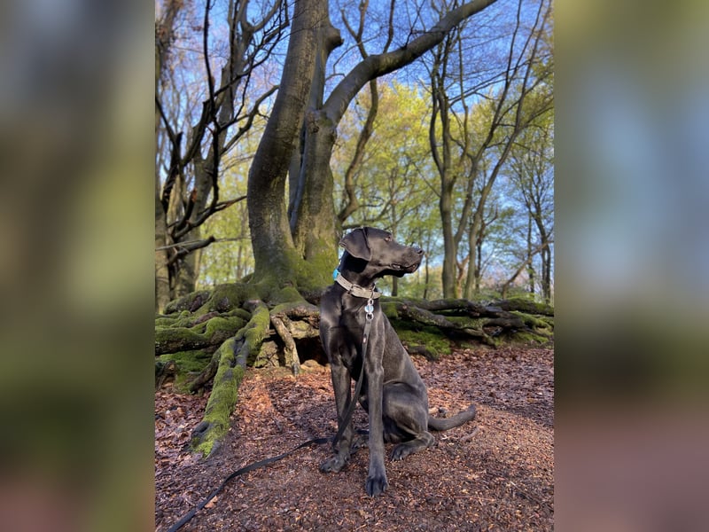 Labrador-Weimaraner Mix Rüde