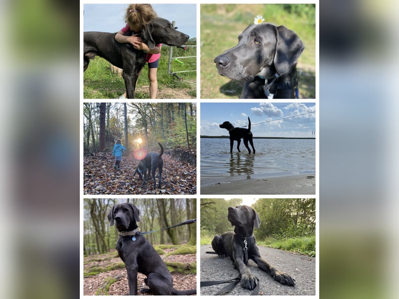 Labrador-Weimaraner Mix Rüde