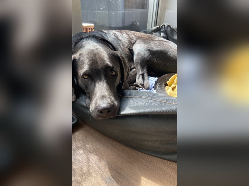 Labrador-Weimaraner Mix Rüde