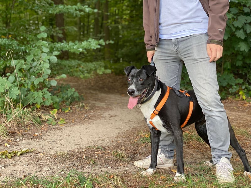 BLANCA ❤️ Sonnenschein Familienhündin, Pflegefamilie Bochum