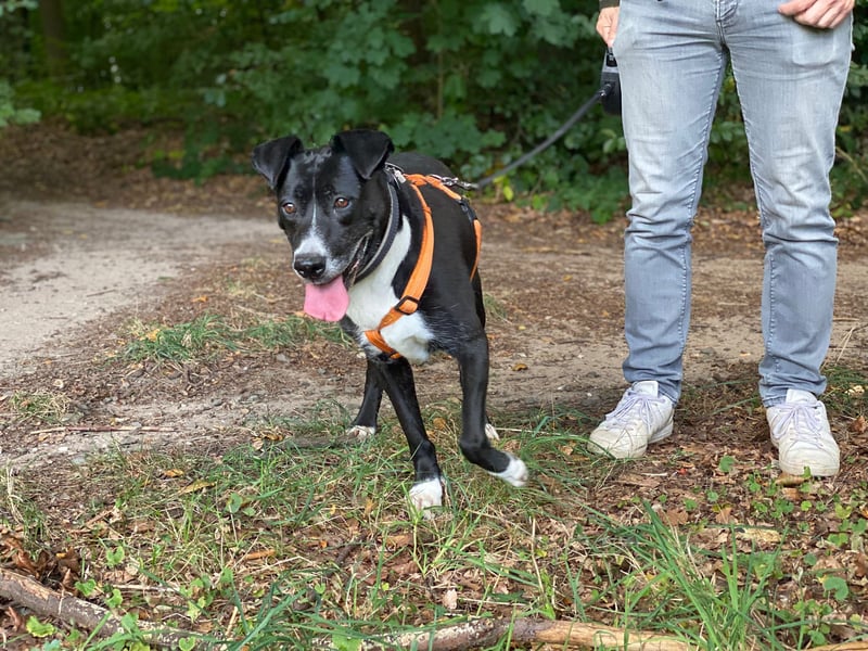 BLANCA ❤️ Sonnenschein Familienhündin, Pflegefamilie Bochum