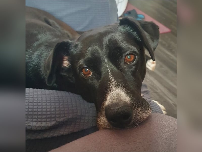 BLANCA ❤️ Sonnenschein Familienhündin, Pflegefamilie Bochum