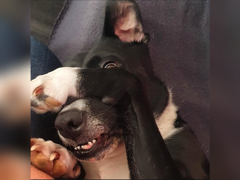 BLANCA ❤️ Sonnenschein Familienhündin, Pflegefamilie Bochum