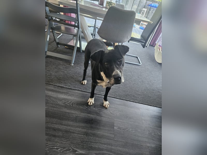 BLANCA ❤️ Sonnenschein Familienhündin, Pflegefamilie Bochum