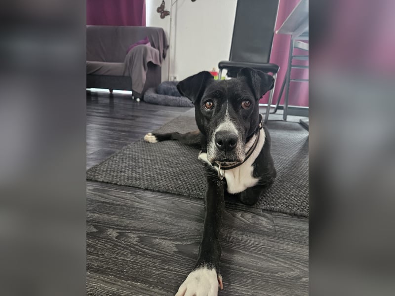 BLANCA ❤️ Sonnenschein Familienhündin, Pflegefamilie Bochum