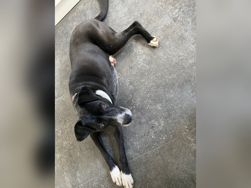 BLANCA ❤️ Sonnenschein Familienhündin, Pflegefamilie Bochum