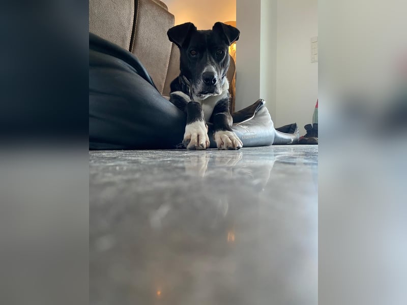 BLANCA ❤️ Sonnenschein Familienhündin, Pflegefamilie Bochum