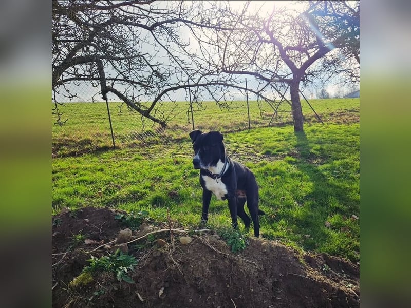 BLANCA ❤️ Sonnenschein Familienhündin, Pflegefamilie Bochum