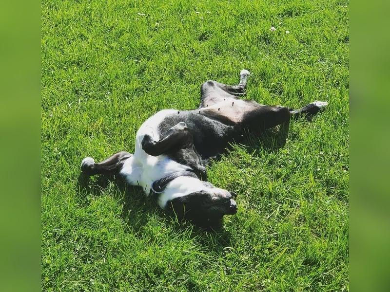 BLANCA ❤️ Sonnenschein Familienhündin, Pflegefamilie Bochum