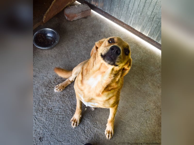 Greta – Sanfte Retriever-Mischlingshündin sucht ihr Für-immer-Zuhause