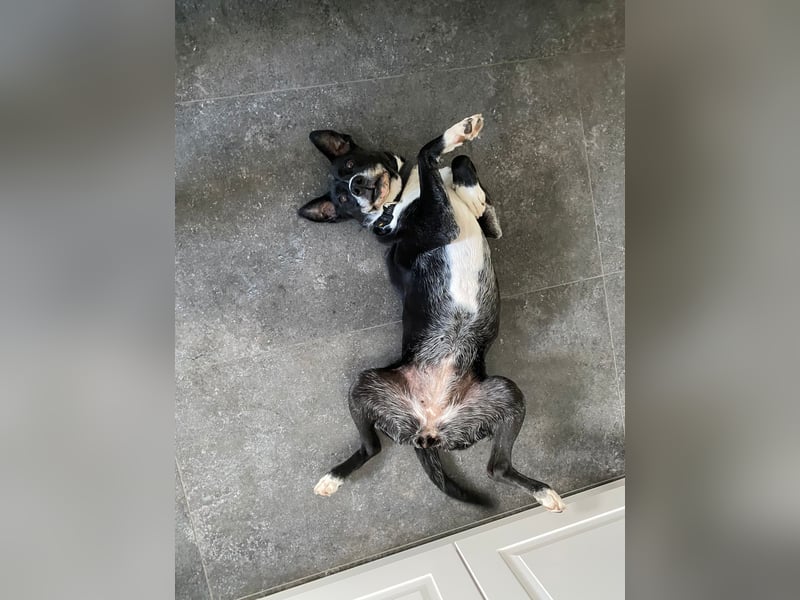 BLANCA ❤️ Sonnenschein Familienhündin, Pflegefamilie Bochum