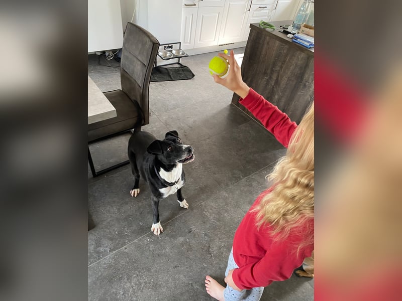 BLANCA ❤️ Sonnenschein Familienhündin, Pflegefamilie Bochum