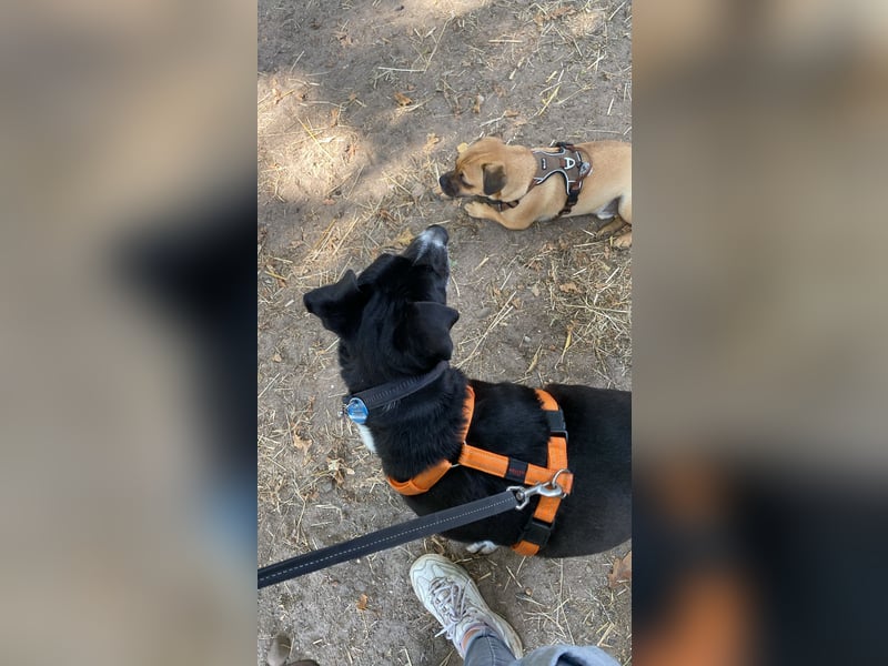 BLANCA ❤️ Sonnenschein Familienhündin, Pflegefamilie Bochum