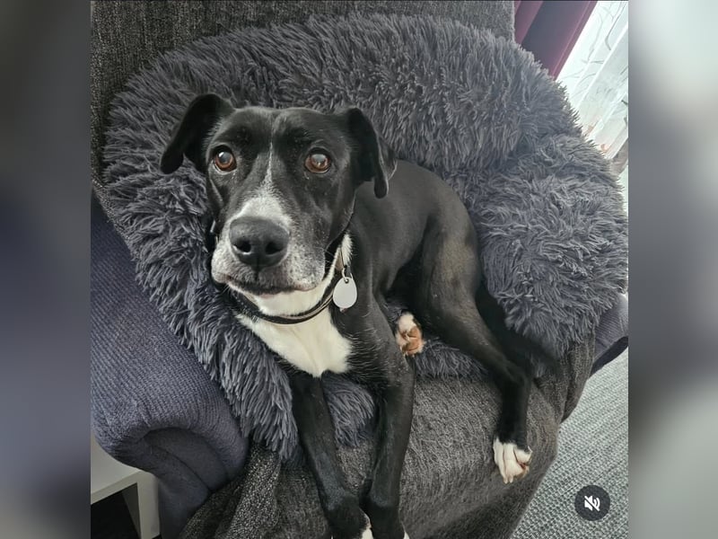 BLANCA ❤️ Sonnenschein Familienhündin, Pflegefamilie Bochum