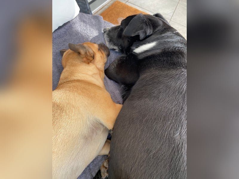 BLANCA ❤️ Sonnenschein Familienhündin, Pflegefamilie Bochum